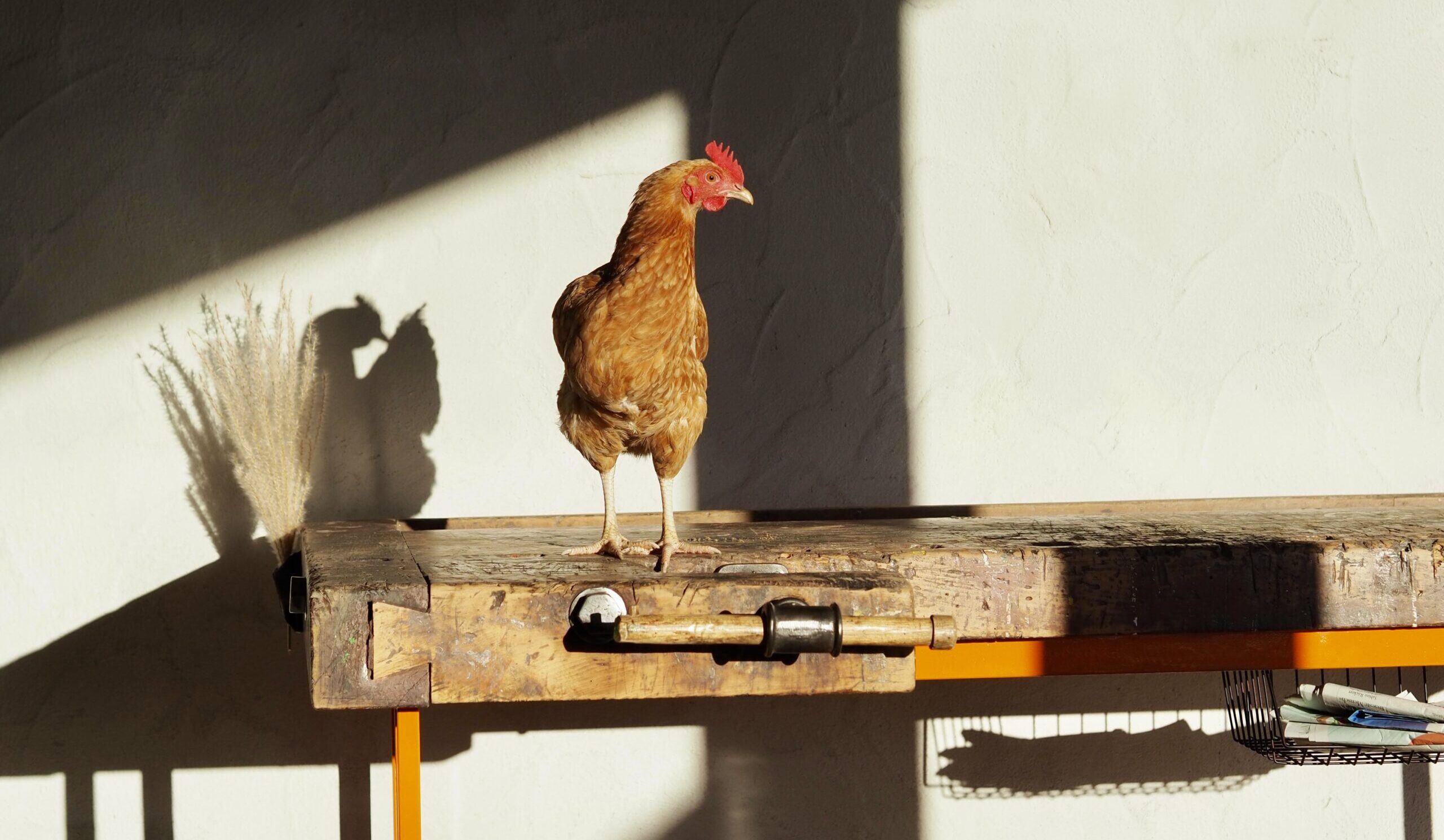Einzigartige Möbel im Industrial Stil: Ein Huhn steht auf einer Hobelbank
